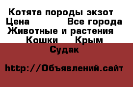 Котята породы экзот › Цена ­ 7 000 - Все города Животные и растения » Кошки   . Крым,Судак